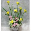 滋賀県大津市花市商店の花　Yellowフリージア