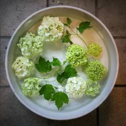 滋賀県大津市の花屋　花市商店