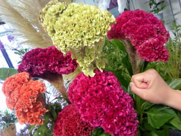 今日の『初物』　Part3・・・｜「花市」　（滋賀県大津市の花キューピット加盟店 花屋）のブログ