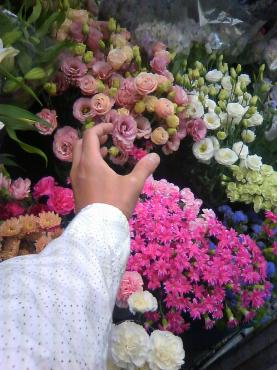 今日の『初物』　Part2・・・｜「花市」　（滋賀県大津市の花キューピット加盟店 花屋）のブログ