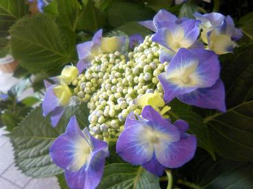 咲いてきたモノと咲いて欲しいモノ・・・｜「花市」　（滋賀県大津市の花キューピット加盟店 花屋）のブログ