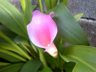 カラーが咲いてた・・・｜「花市」　（滋賀県大津市の花キューピット加盟店 花屋）のブログ