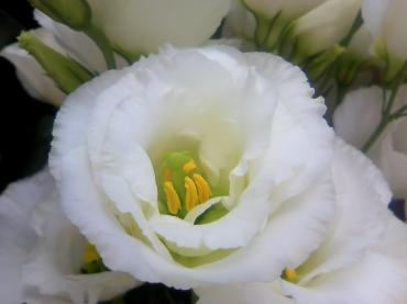 今日、入荷の花達(6/28)・・・｜「花市」　（滋賀県大津市の花キューピット加盟店 花屋）のブログ