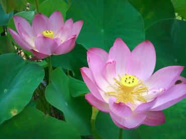 暑すぎる夏・・・｜「花市」　（滋賀県大津市の花キューピット加盟店 花屋）のブログ