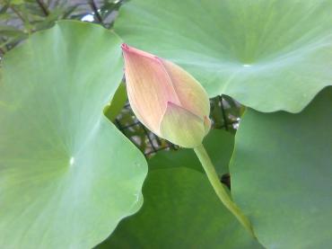 蓮の花・・・｜「花市」　（滋賀県大津市の花キューピット加盟店 花屋）のブログ