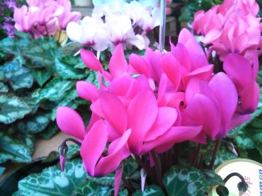鉢物色々入荷・・・｜「花市」　（滋賀県大津市の花キューピット加盟店 花屋）のブログ