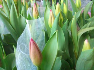 春の花鉢色々入荷・・・｜「花市」　（滋賀県大津市の花キューピット加盟店 花屋）のブログ
