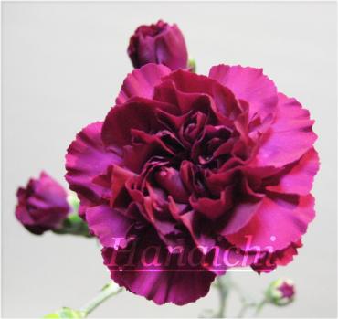 今日の『花』一輪Vol.7(4/8)・・・｜「花市」　（滋賀県大津市の花キューピット加盟店 花屋）のブログ