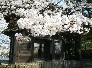お花見・・・｜「花市」　（滋賀県大津市の花キューピット加盟店 花屋）のブログ
