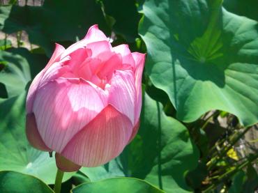 蓮の花・・・｜「花市」　（滋賀県大津市の花キューピット加盟店 花屋）のブログ