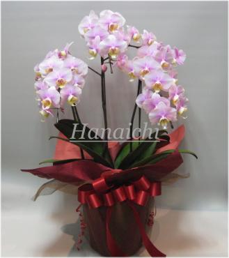 今日、お届けの鉢植え達・・・｜「花市」　（滋賀県大津市の花キューピット加盟店 花屋）のブログ