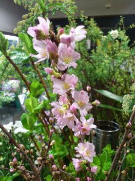 桜が咲いてる・・・｜「花市」　（滋賀県大津市の花キューピット加盟店 花屋）のブログ