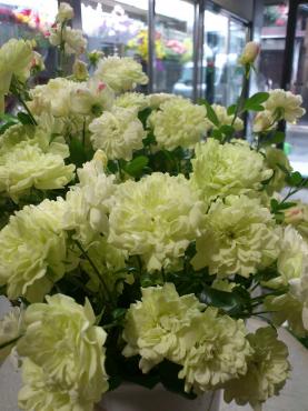 グリーンアイス・・・｜「花市」　（滋賀県大津市の花キューピット加盟店 花屋）のブログ
