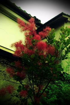 スモークツリー｜「花市」　（滋賀県大津市の花キューピット加盟店 花屋）のブログ