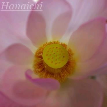 蓮の花！満開！！｜「花市」　（滋賀県大津市の花キューピット加盟店 花屋）のブログ