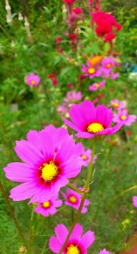 コスモスが咲いてました・・・｜「花市」　（滋賀県大津市の花キューピット加盟店 花屋）のブログ
