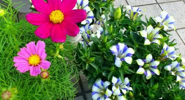 秋の花鉢入荷中・・・｜「花市」　（滋賀県大津市の花キューピット加盟店 花屋）のブログ