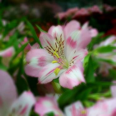 アルストロメリア・・・｜「花市」　（滋賀県大津市の花キューピット加盟店 花屋）のブログ