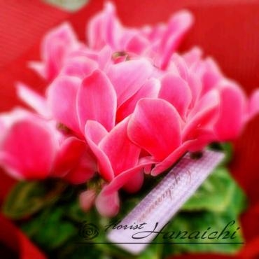 冬到来・・・｜「花市」　（滋賀県大津市の花キューピット加盟店 花屋）のブログ
