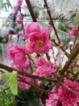 お雛様には桃の花・・・｜「花市」　（滋賀県大津市の花キューピット加盟店 花屋）のブログ