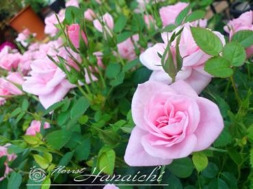 かわいいミニ・バラ鉢植え入荷・・・｜「花市」　（滋賀県大津市の花キューピット加盟店 花屋）のブログ