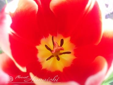 チューリップが咲きました・・・｜「花市」　（滋賀県大津市の花キューピット加盟店 花屋）のブログ