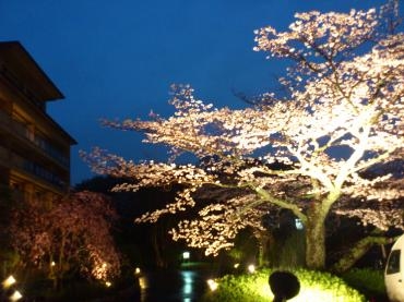 そろそろ桜も満開に・・・｜「花市」　（滋賀県大津市の花キューピット加盟店 花屋）のブログ