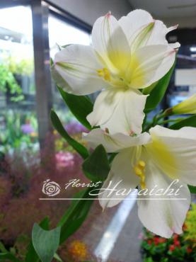 白のアルストロメリア・・・｜「花市」　（滋賀県大津市の花キューピット加盟店 花屋）のブログ