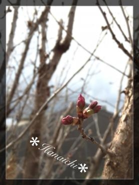もう少しで咲くかなぁ〜｜「花市」　（滋賀県大津市の花キューピット加盟店 花屋）のブログ