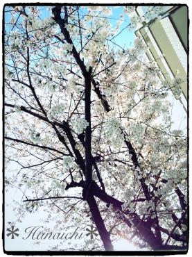 桜の花の下・・・｜「花市」　（滋賀県大津市の花キューピット加盟店 花屋）のブログ