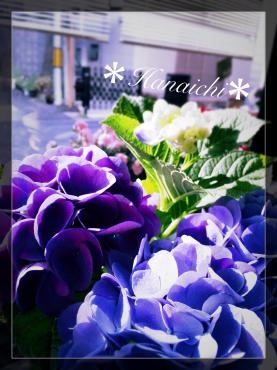 5月にしちゃ暑いよね・・・｜「花市」　（滋賀県大津市の花キューピット加盟店 花屋）のブログ