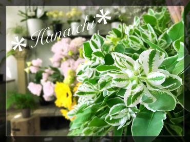 夏だけど初雪・・・｜「花市」　（滋賀県大津市の花キューピット加盟店 花屋）のブログ