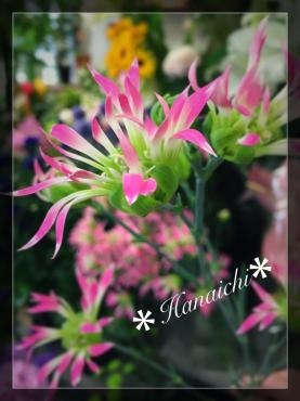 変わり種・・・｜「花市」　（滋賀県大津市の花キューピット加盟店 花屋）のブログ