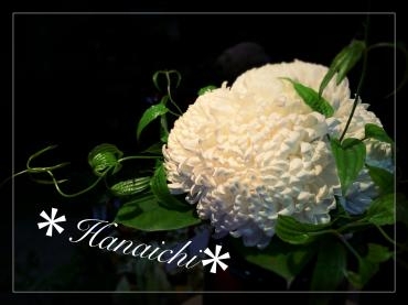 マム・・・｜「花市」　（滋賀県大津市の花キューピット加盟店 花屋）のブログ