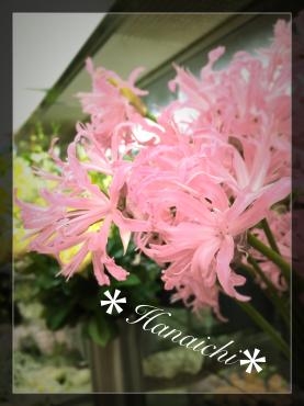 ダイヤモンド・リリー・・・｜「花市」　（滋賀県大津市の花キューピット加盟店 花屋）のブログ