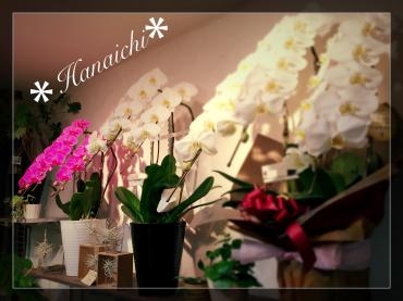 寒い一日・・・｜「花市」　（滋賀県大津市の花キューピット加盟店 花屋）のブログ