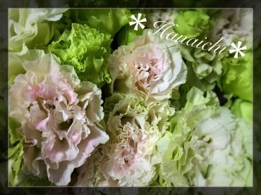 ミドリなのかピンクなのか・・・｜「花市」　（滋賀県大津市の花キューピット加盟店 花屋）のブログ