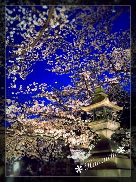 夜桜見物・・・｜「花市」　（滋賀県大津市の花キューピット加盟店 花屋）のブログ