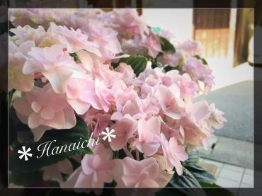 桜が過ぎ去り・・・｜「花市」　（滋賀県大津市の花キューピット加盟店 花屋）のブログ