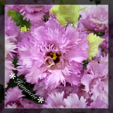 lavenderな・・・｜「花市」　（滋賀県大津市の花キューピット加盟店 花屋）のブログ