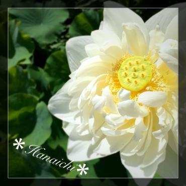 lotus・・・｜「花市」　（滋賀県大津市の花キューピット加盟店 花屋）のブログ