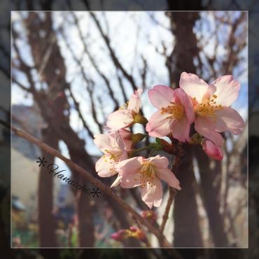 春の花・・・｜「花市」　（滋賀県大津市の花キューピット加盟店 花屋）のブログ