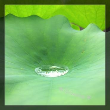 水の玉・・・｜「花市」　（滋賀県大津市の花キューピット加盟店 花屋）のブログ