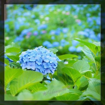 水色｜「花市」　（滋賀県大津市の花キューピット加盟店 花屋）のブログ