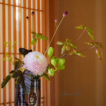 重陽の節句・・・｜「花市」　（滋賀県大津市の花キューピット加盟店 花屋）のブログ