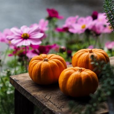 かぼちゃ達・・・｜「花市」　（滋賀県大津市の花キューピット加盟店 花屋）のブログ